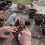 "gardening"