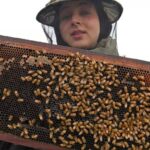 Sania Zahra holding a honeybee frame during beekeeping operations for Kashmir Pure Organics in Kashmir