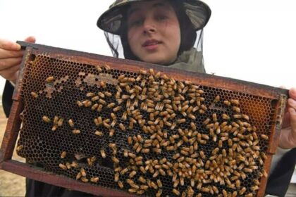 Sania Zahra holding a honeybee frame during beekeeping operations for Kashmir Pure Organics in Kashmir