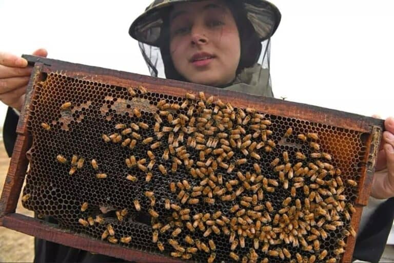 Sania Zahra holding a honeybee frame during beekeeping operations for Kashmir Pure Organics in Kashmir